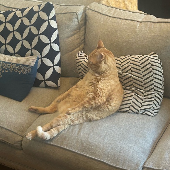 Meet your Posher, Angela - Picture 3 of 4